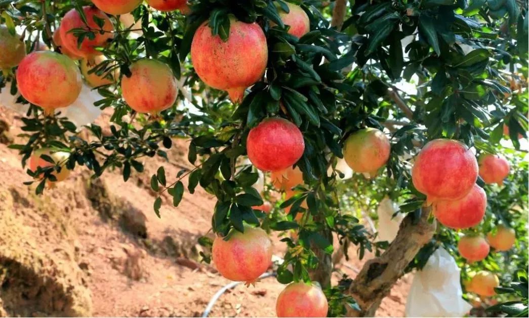 舌尖上的西昌水果丰收季会理石榴垂满枝