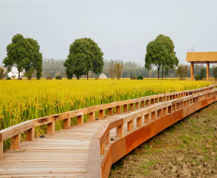 以后请叫我望亭稻香小镇