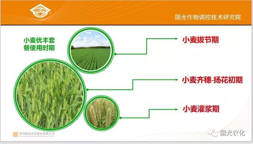 会议小麦覆陇黄云都共发展小麦减量控害提质增产科学用药示范成果交流