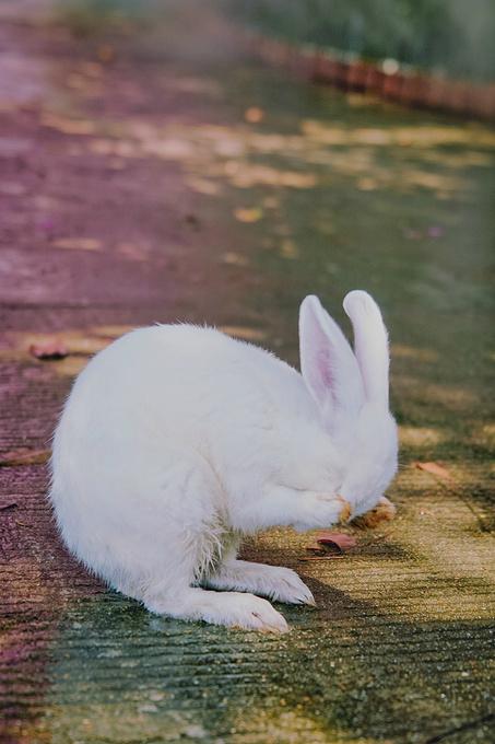 抱着玉兔,赏花,游园,许愿,再现传说中的唯美胜境