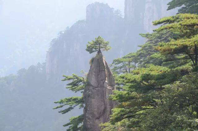 金秋活動555黃山3日遊每週三發團