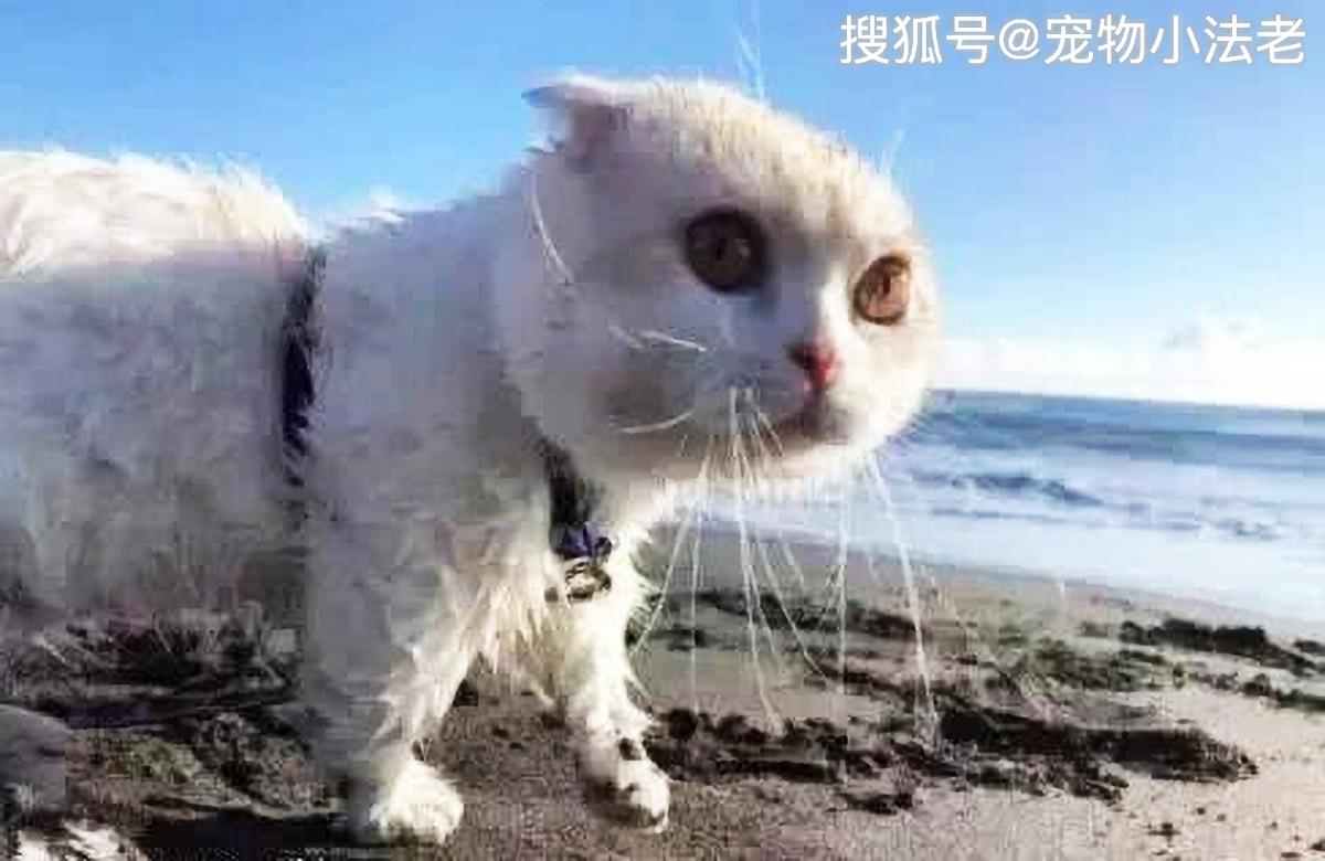 铲屎官带小猫去海边,露出一脸"土包子进城"的表情,让人笑到抽搐