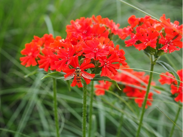 喜欢养护菊花,不如养护一盆剪秋罗,花朵颜色鲜艳美观,养护简单