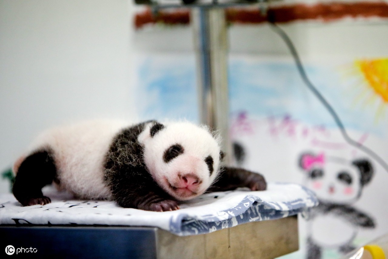 摄影比利时一个月大的熊猫宝宝