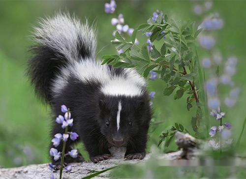 "臭鼬头"今日热门梗欣赏