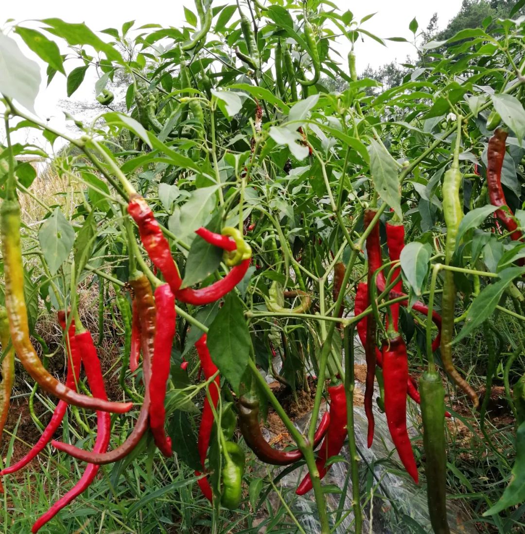 施秉杨柳塘:扶贫小辣椒 增收新希望_种植
