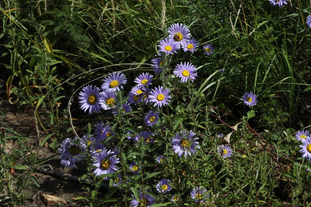 本次实习途中所摄的松山景致壳斗科的槲栎落了一地的果,小小的悬钩子