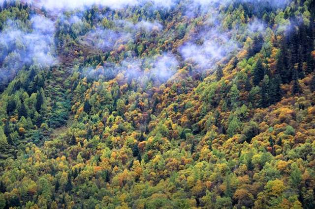 山地常绿针叶(暗针叶林),落叶阔叶混交林,亚高山灌丛草甸带,高山流石