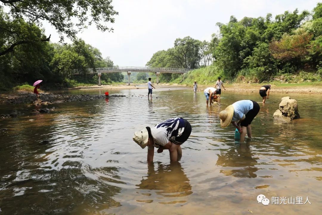 临近中秋阳山有种特色叫摸田螺