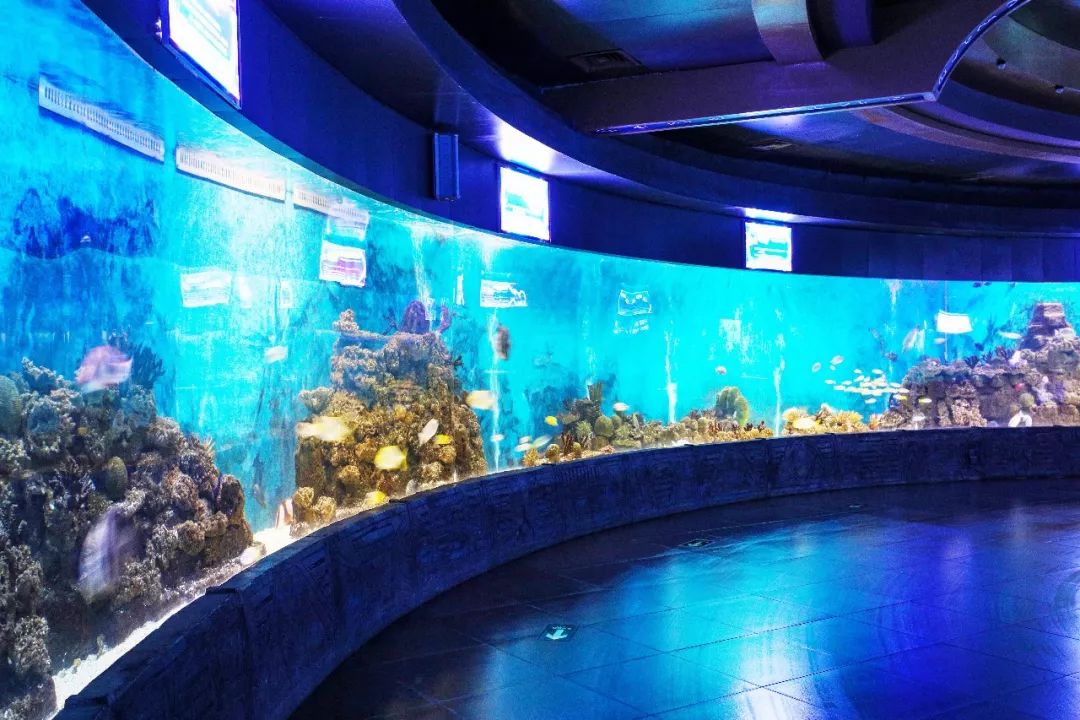 三位主持人带你嗨!门票免费送!_海洋