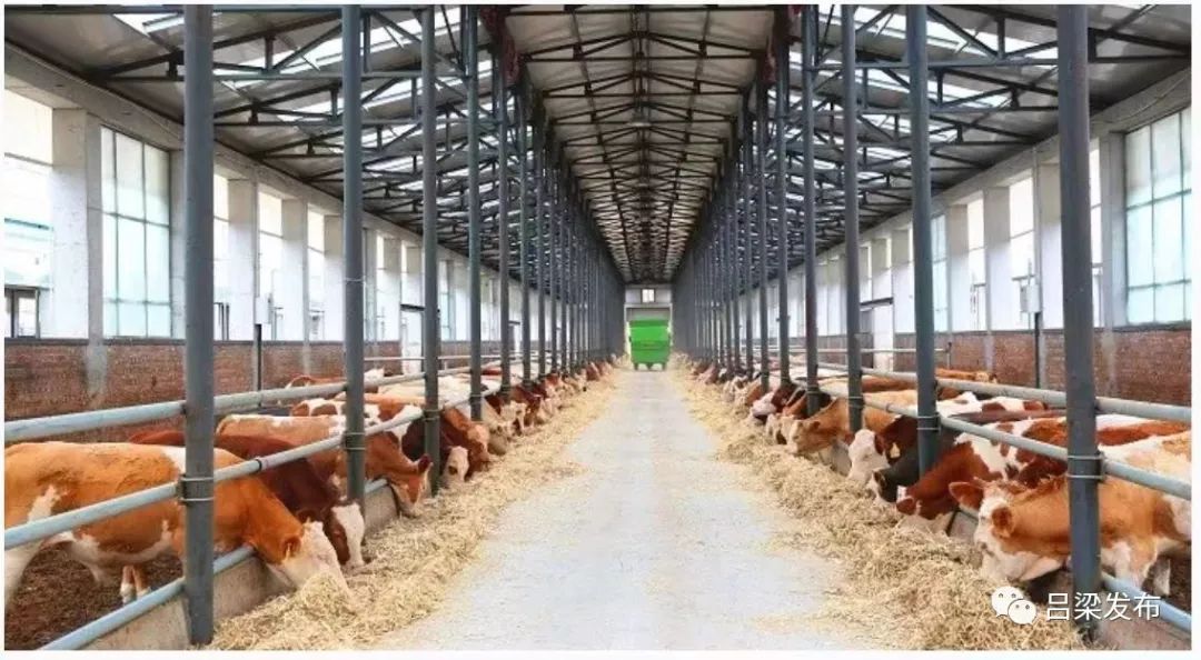 方山整合14亿元建肉牛养殖园区