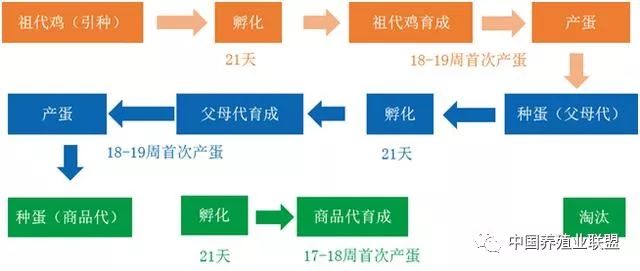 小鸡孵化过程的流程图图片