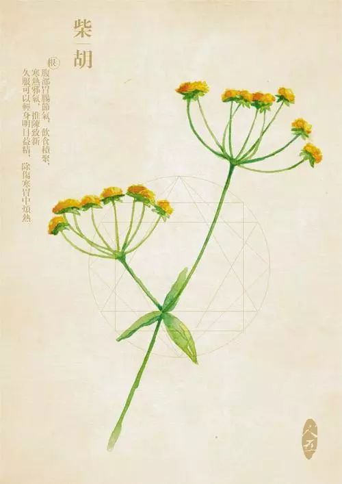 中药百科百宝箱柴胡