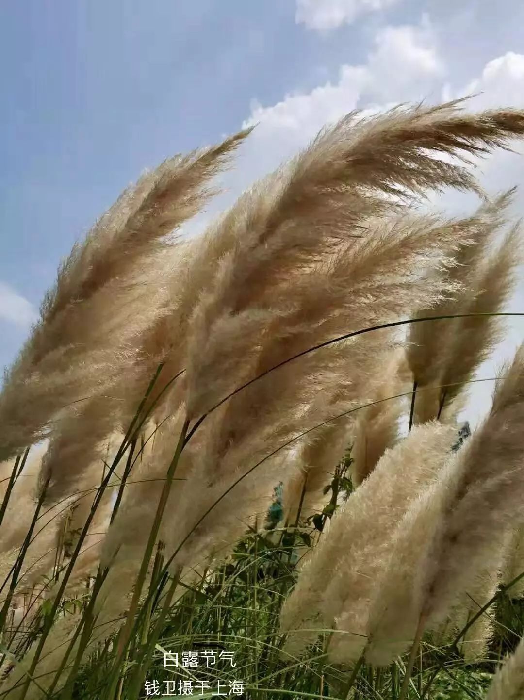 2019白露节气摄影汇
