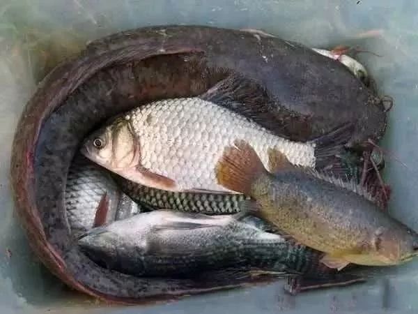 钓获一条猪母鳝小河貌不惊人但是蕴藏丰富这样的渔获过瘾