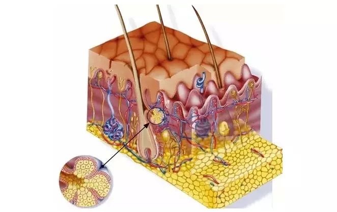 毛囊萎缩和毛囊闭合的区别
