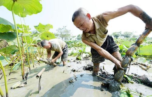 對於深水藕,由於地溫下降慢,所以可推遲15~30天收穫,以延長生長期