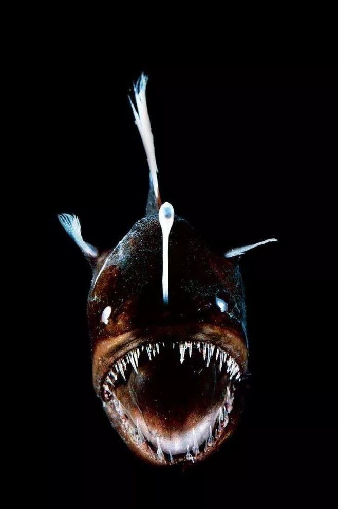 海底最深的鱼图片