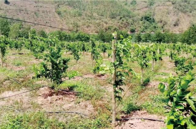 百香果双层垂帘式全程栽培方案_种植