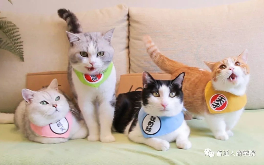 国内猫咪日常网红花花与三猫的赚钱套路