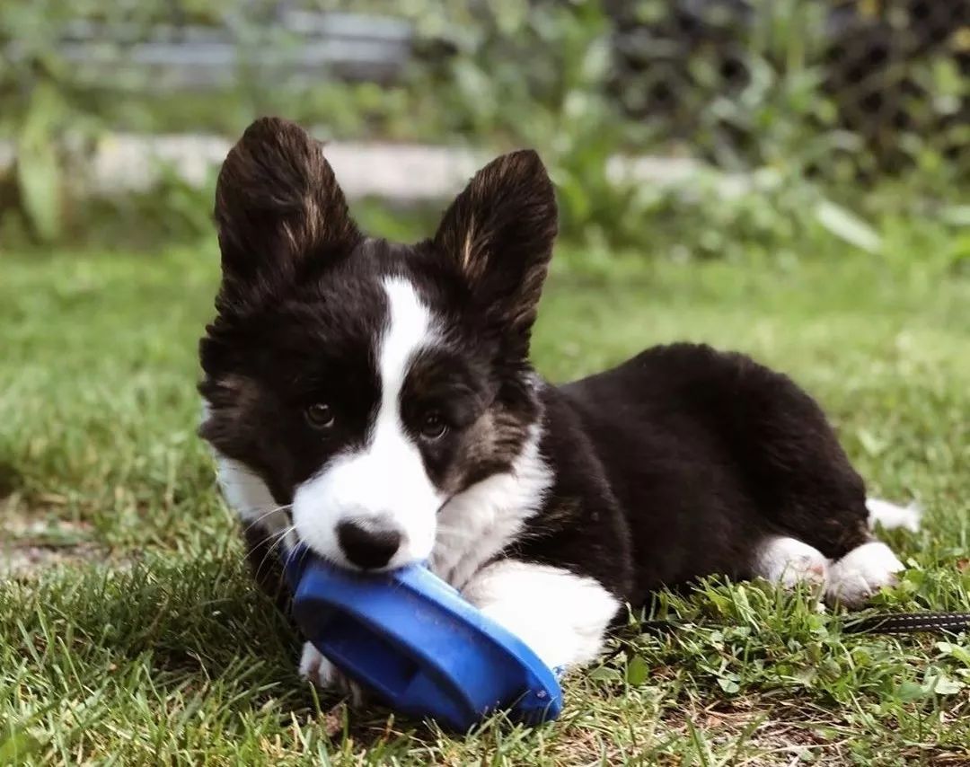 这是什么神仙柯基,长得跟奥利奥一样!_边牧