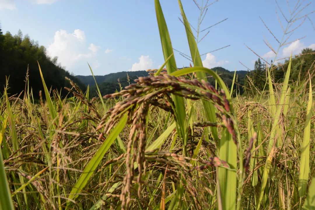 农夫乐视稻米怎么种,乐视电视,稻米(第10页)_大山谷图库