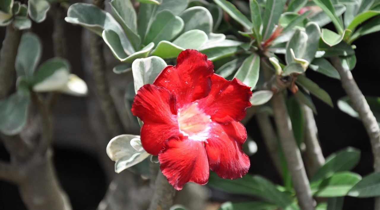 原创沙漠玫瑰在非洲能长5米高养盆里仅10多厘米依旧可开花