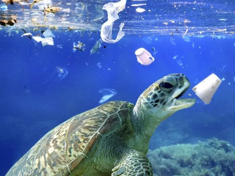 样子是垃圾成灾的可怕现实岁月静好背后世界各地的海洋中都充斥着垃圾