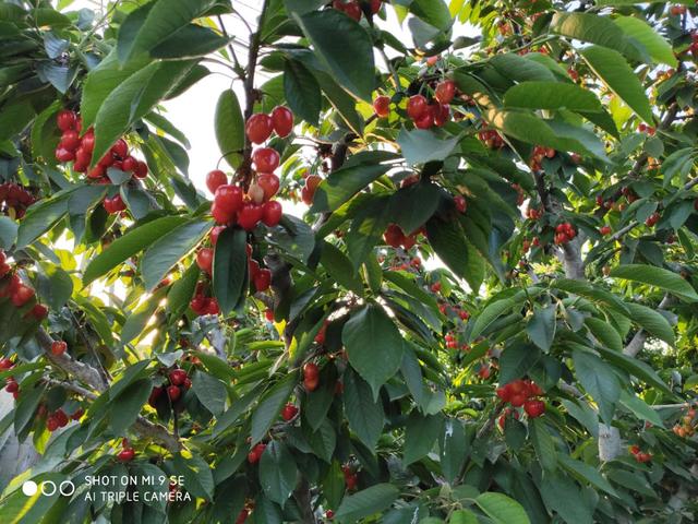 美早-大樱桃品种介绍_果实