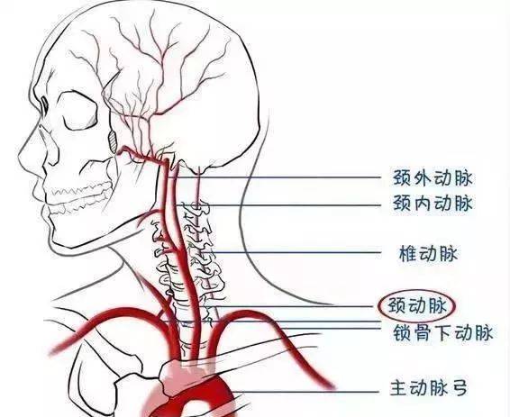 红曲文化为您解答为什么颈部动脉很容易堵塞呢