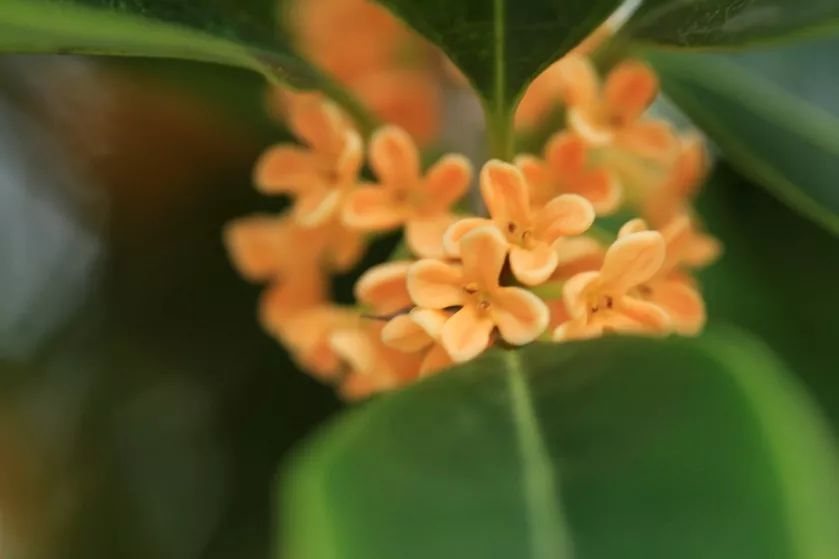 带着温柔暖意的硬叶丹桂