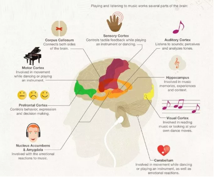 与感觉运动控制相关的壳核和丘脑,处理情绪刺激的杏仁核以及听觉和