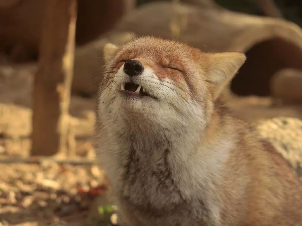 睡不醒的眯眯眼小狐狸,好困呀