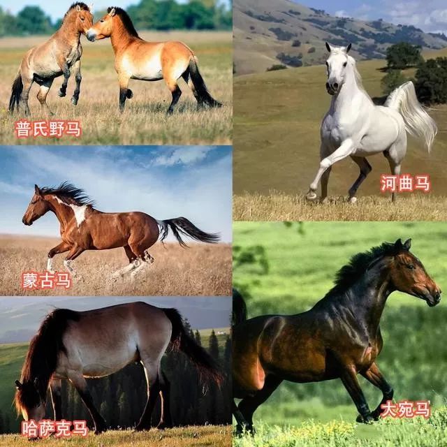 马的种类有很多,比如说大宛[yuān]马(汗血宝马),蒙古马,哈萨克马