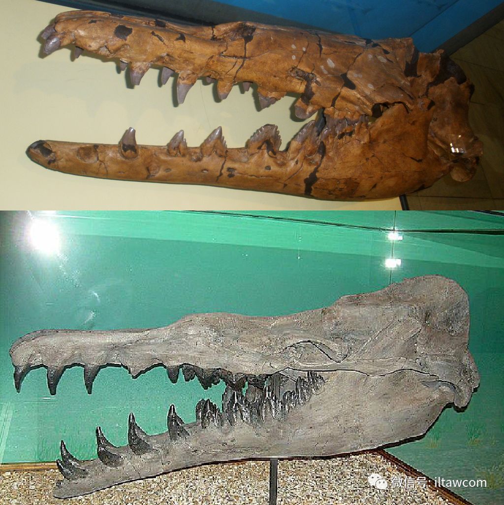 海洋科普(853)| 被误认为"大海蛇"的古代海洋动物——龙王鲸