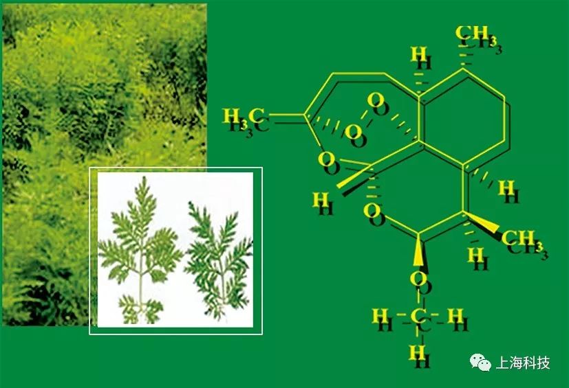研制出具有新颖结构的抗疟新药蒿甲醚,其抗疟活性比青蒿素提高了六倍