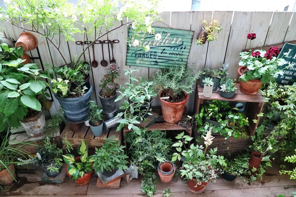 你知道吗,打造阳台花园一点儿都不难!_植物