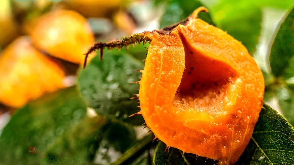 关岭县:小小金刺梨,做好脱贫致富大文章