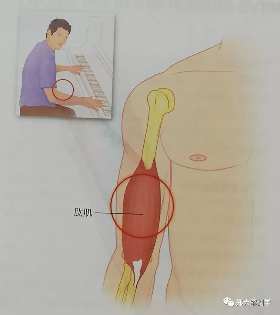 六种引起肘关节的疼痛综合征Ⅱ