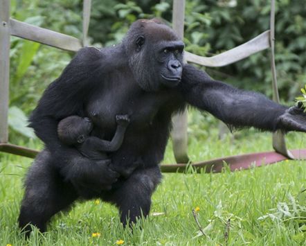 母猩猩生产后时刻将幼崽拥在怀中,称职负责的好母亲