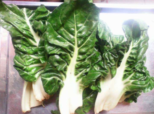 被称为"牛舌头"的野菜,高营养,你知道吗