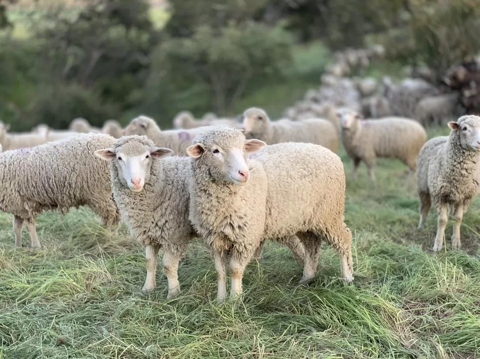 澳大利亚罗姆尼羊图片