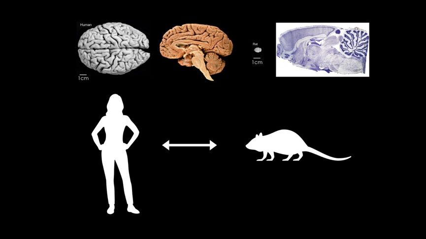 小鼠大脑结构图图片