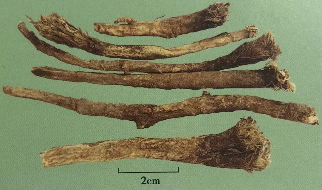 迷果芹性状鉴别要点:①根呈长圆柱形或扁圆柱形.