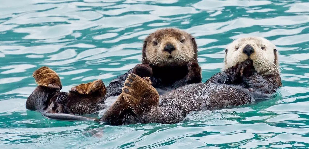 趣味科普你知道吗这种小动物是手牵手睡觉的