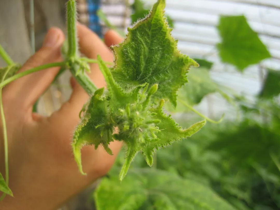 看黄瓜的外部形态进行管理龙头聚紧是土壤水分不足的表现