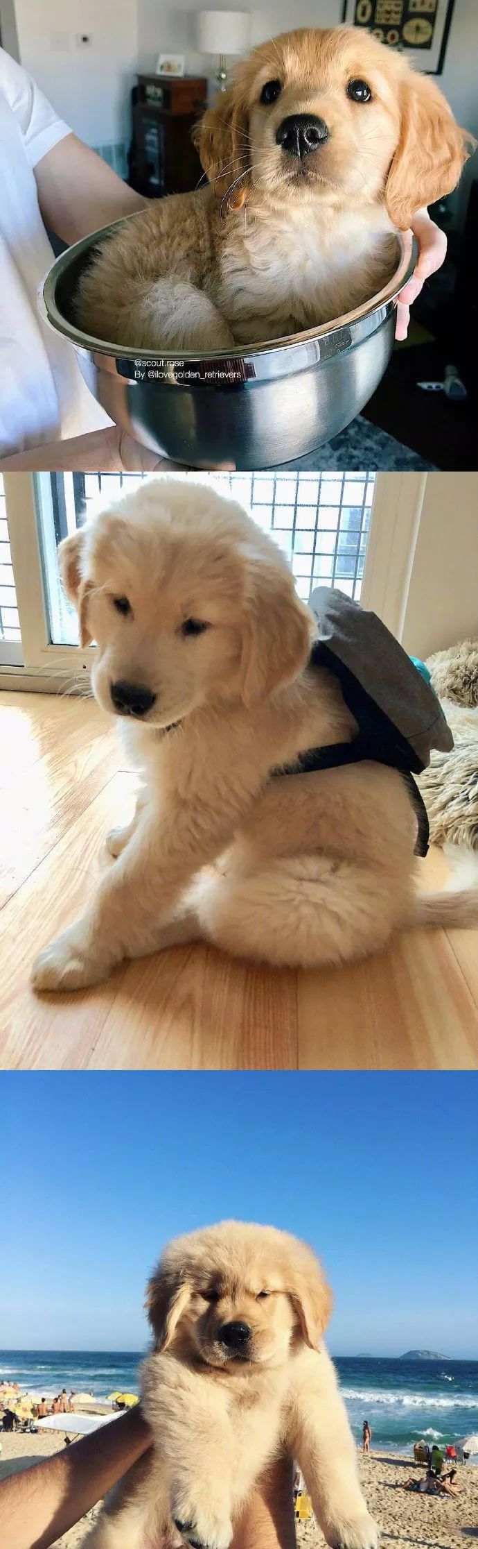 金毛宝宝真委屈巴巴可爱这两字我已经说不动了