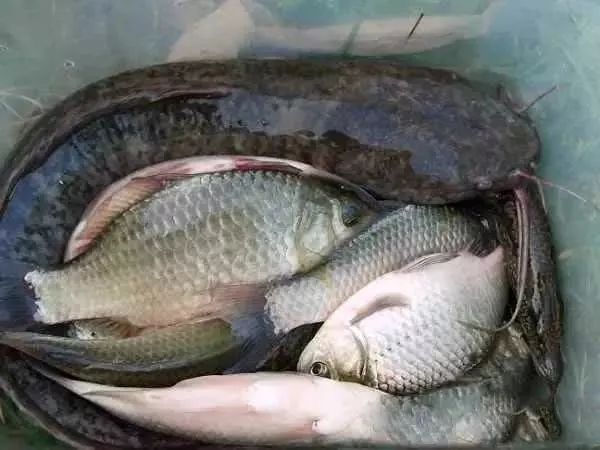 钓获一条猪母鳝小河貌不惊人但是蕴藏丰富这样的渔获过瘾