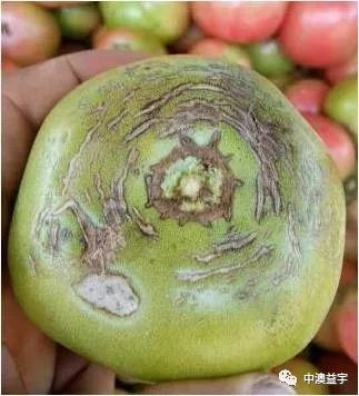 缺硼症状(5)果实无特别症状.