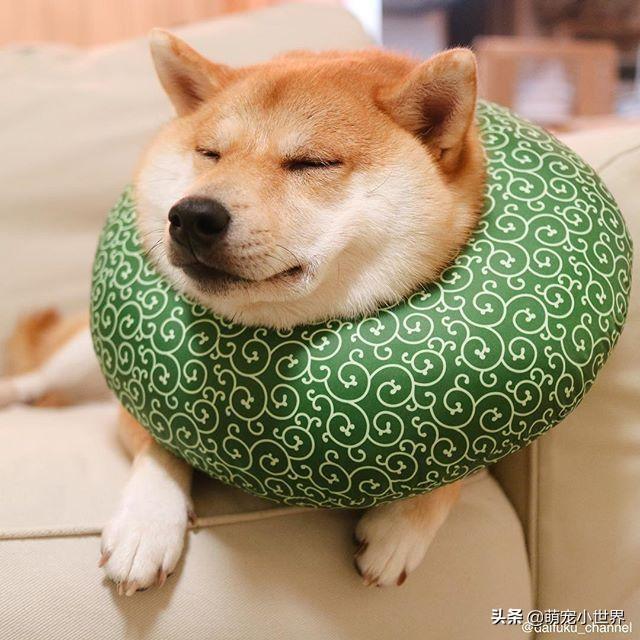 万用表情包超萌的吃货柴犬看完下辈子就决定当阿柴了